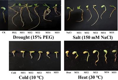 Pre-treatment of melatonin enhances the seed germination responses and physiological mechanisms of soybean (Glycine max L.) under abiotic stresses
